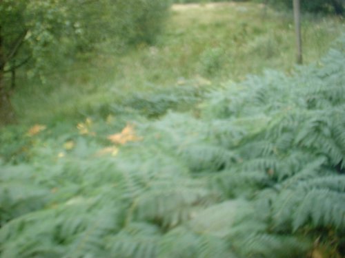 DSCF0056.JPG