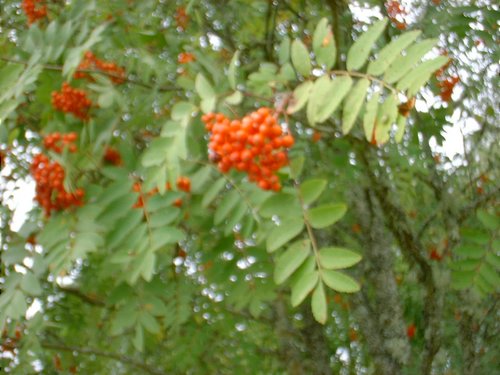 DSCF0072.JPG
