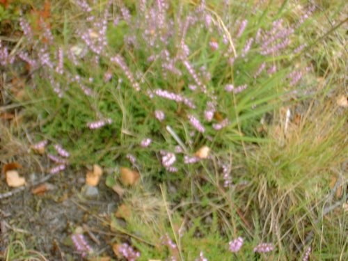 DSCF0078.JPG