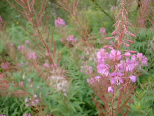 DSCF0079.JPG