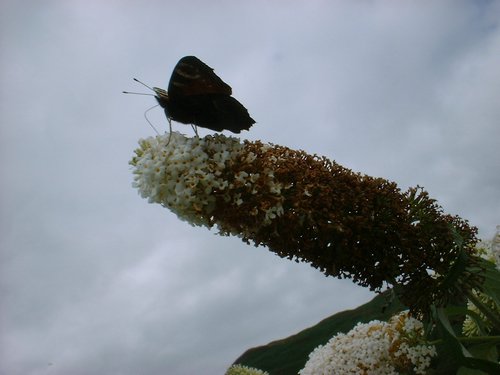DSCF0087.JPG
