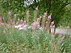 DSCF0067.JPG