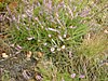 DSCF0078.JPG