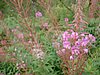DSCF0079.JPG
