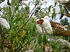 DSCF0086.JPG