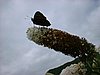DSCF0087.JPG